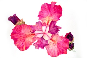 Heart of the Iris Heart of the Iris