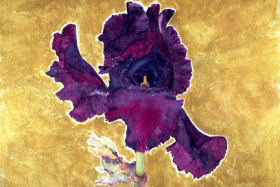 Iris Royalty Iris Royalty