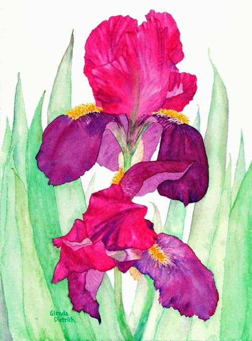 Adults: Irises