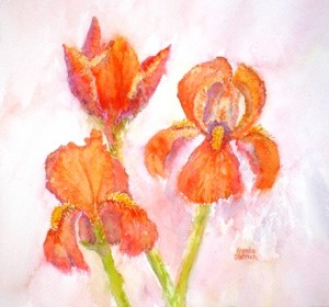 Orange Irises