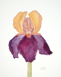 Two-Tone Iris